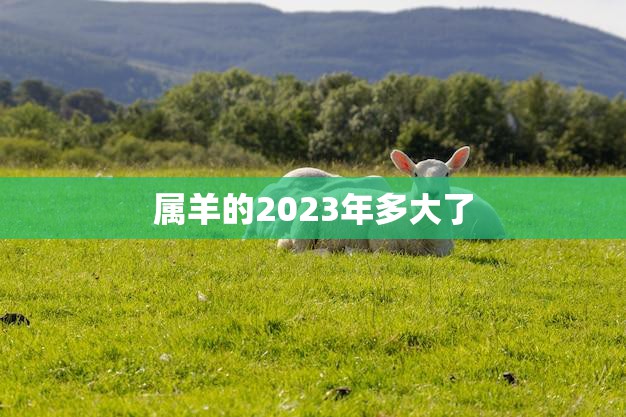 属羊的2023年多大了(你的生肖年龄将迈入第二个周期)