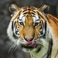 老虎和龙结婚最好(为什么这两个生肖是绝配)