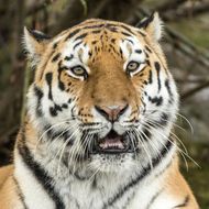 1998年属虎人的运气(如何)