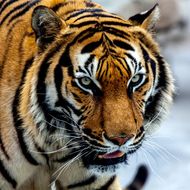 74的虎2023年运势(财运亨通事业顺利健康平稳)