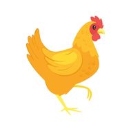 属鸡的分别是哪些年出生(解析十二生肖中的鸡年份)