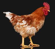 23年属鸡人的全年运势(喜迎贵人财运亨通)