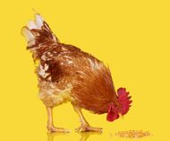 属鸡最忌讳什么属相的人(揭秘别让这些属相招惹你)