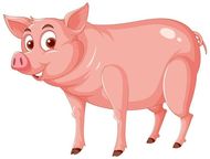 2023年属猪虚岁多少啊(猪年迎来猪大运)