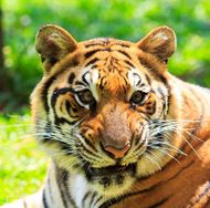 2010属虎女孩什么命(解读属虎女孩的命运特点与发展建议)