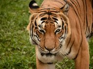 属虎人今年婚姻运势如何(解析吉凶参半)