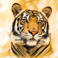 属虎和什么属相相合相冲(如何选择最佳配对)