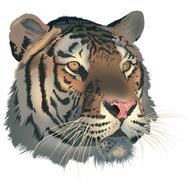 74年属虎女晚年有钱吗(探究财富与命运的关系)