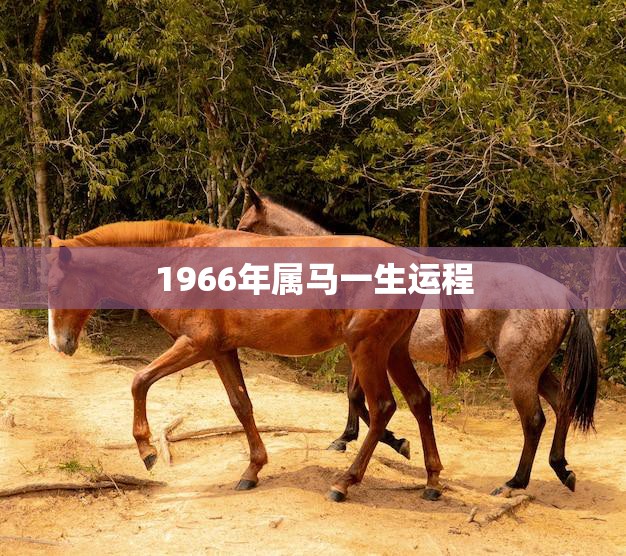 1966年属马一生运程(马到成功命运多变机会与挑战并存)