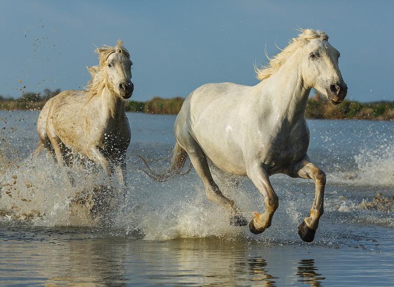 属马的人性格是什么样的(探究马年生肖人的性格特点)