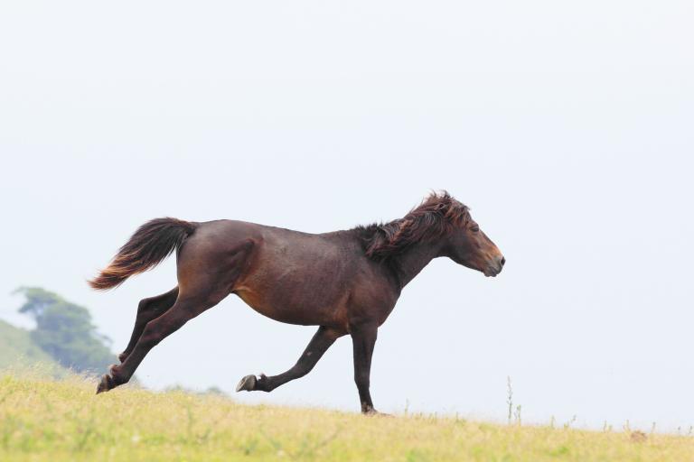 属马和什么属相最配婚姻(如何选择最佳配偶)