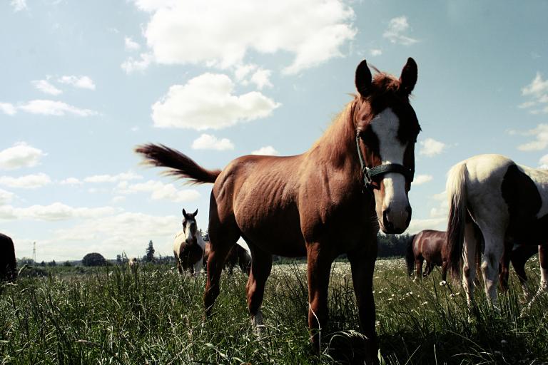 2023属马的要躲着谁(警惕这些生肖否则后果自负)