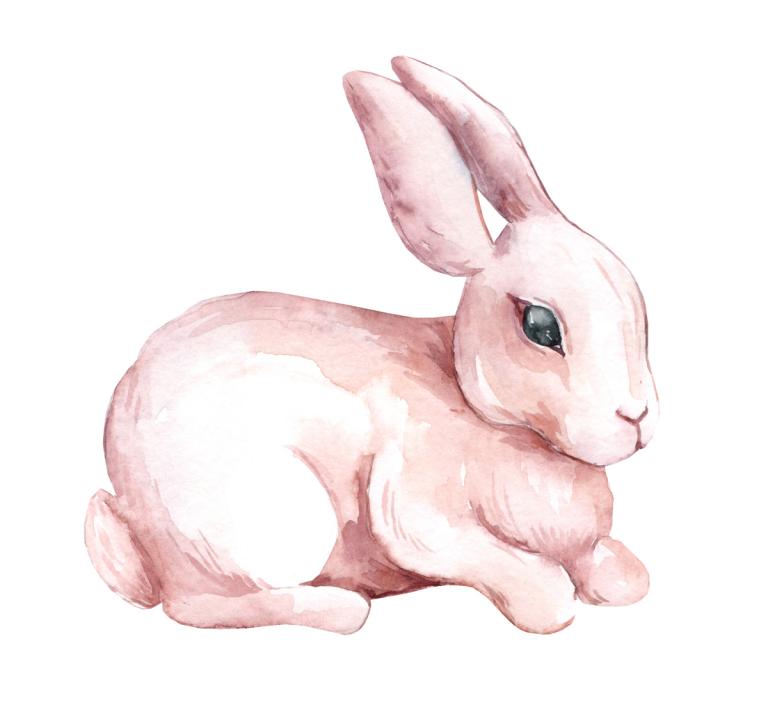 属兔女性和什么属相最配(寻找最佳配对)