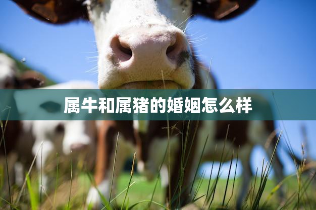 属牛和属猪的婚姻怎么样(幸福的秘诀)
