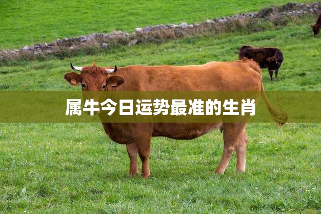 属牛今日运势最准的生肖(牛年生肖中今天最佳运势的是谁)