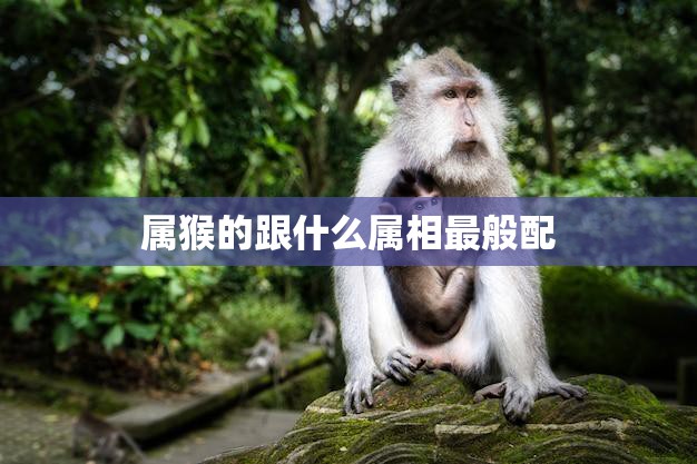 属猴的跟什么属相最般配(十二生肖配对大揭秘)