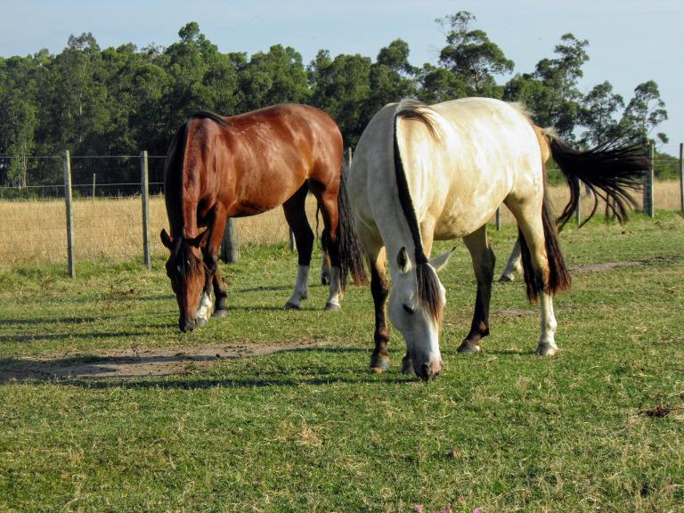 属马的人一生有三段婚姻(命运注定如何避免)