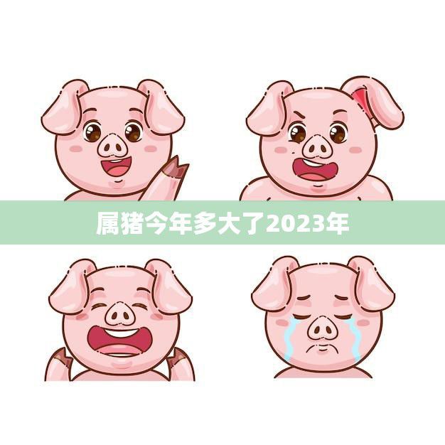 属猪今年多大了2023年(猪年出生的人将迎来本命年)