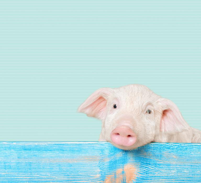 95属猪女人婚姻命运详解(如何避免婚姻危机)