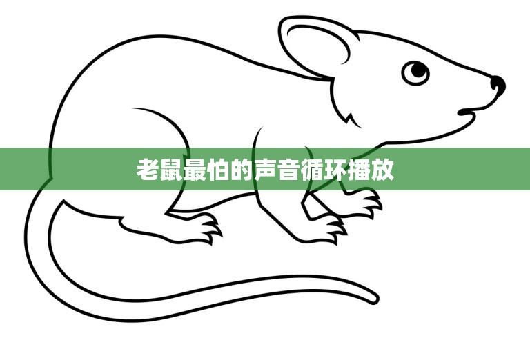 老鼠最怕的声音循环播放(有效驱赶老鼠的方法)