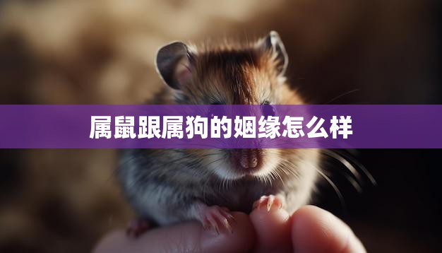 属鼠跟属狗的姻缘怎么样(解析属相相克还是相生)