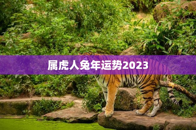 属虎人兔年运势2023(好运连连财源滚滚)
