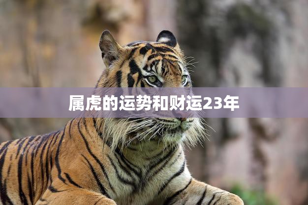 属虎的运势和财运23年(如何把握机遇)