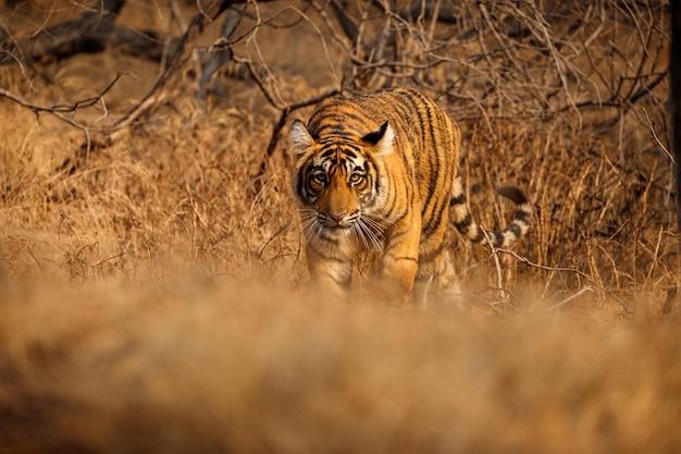 74年属虎49才起大运(如何在中年逆袭)