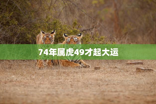 74年属虎49才起大运(如何在中年逆袭)
