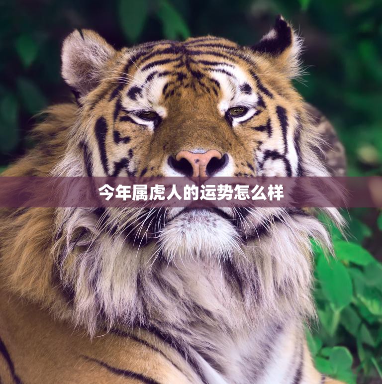今年属虎人的运势怎么样(2023虎年运势大揭秘)