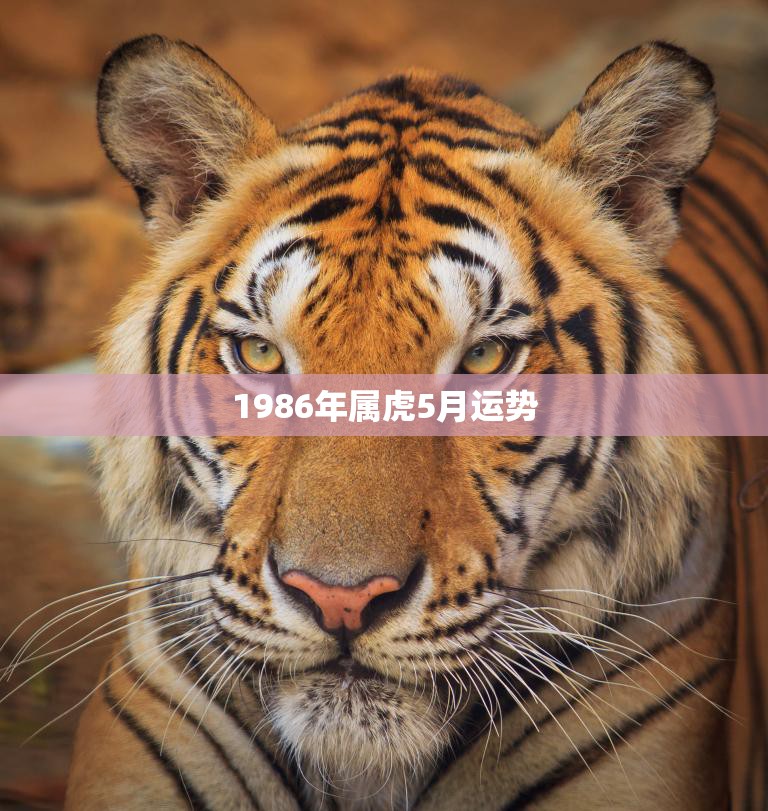 1986年属虎5月运势(财运亨通事业顺利)