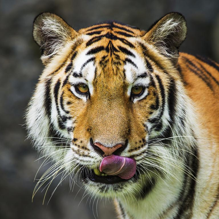 2023运势12生肖运(猪年财运旺盛龙虎相冲需谨慎)