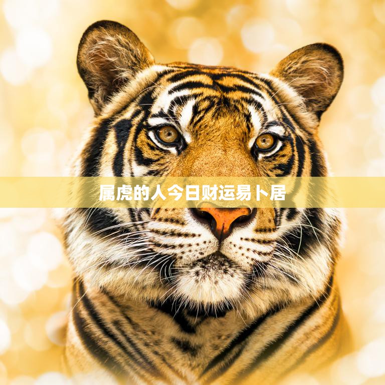 属虎的人今日财运易卜居(揭秘财富运势大好投资理财有望获利丰厚)