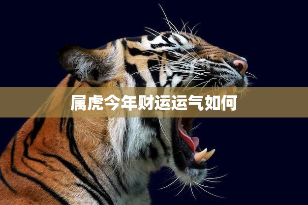 属虎今年财运运气如何(2023年属虎人财运大揭秘)