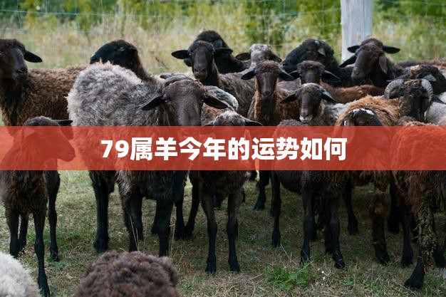 79属羊今年的运势如何(2023年属羊人的运势大揭秘)