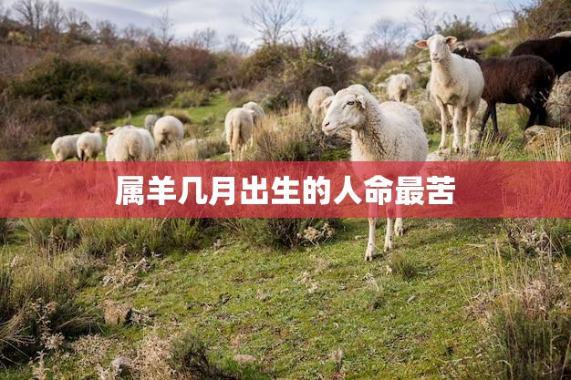 属羊几月出生的人命最苦(真相揭秘命运是否真的由生肖决定)
