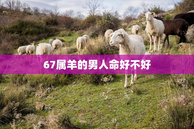 67属羊的男人命好不好(解析命理学如何评价属羊男人的命运)