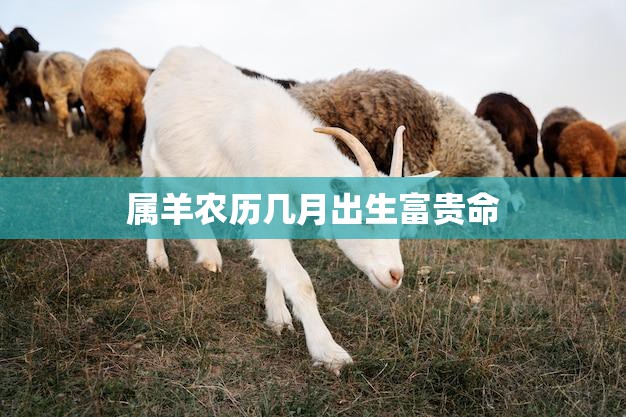 属羊农历几月出生富贵命(如何把握命运)