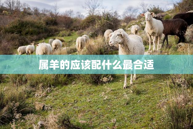 属羊的应该配什么最合适(如何选择最佳配偶)
