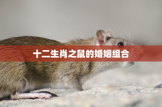 十二生肖之鼠的婚姻组合(如何选择最佳配偶)