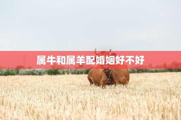 属牛和属羊配婚姻好不好(星座配对分析)
