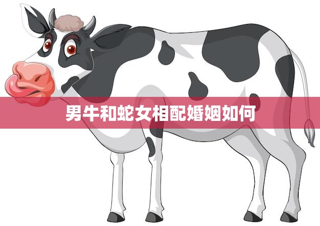 男牛和蛇女相配婚姻如何(幸福还是注定不合)