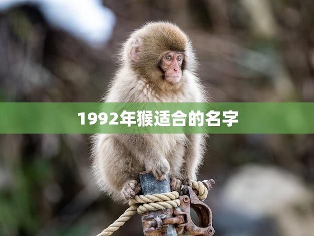 1992年猴适合的名字(如何选择)