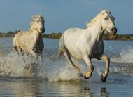 属马的人性格是什么样的(探究马年生肖人的性格特点)