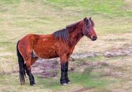 属马的与什么属相最配对(揭秘十二生肖中最佳配对组合)