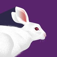 属兔的和什么属相配婚姻(如何选择最佳配偶)