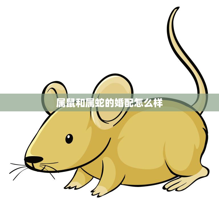 属鼠和属蛇的婚配怎么样(如何避免相互伤害)