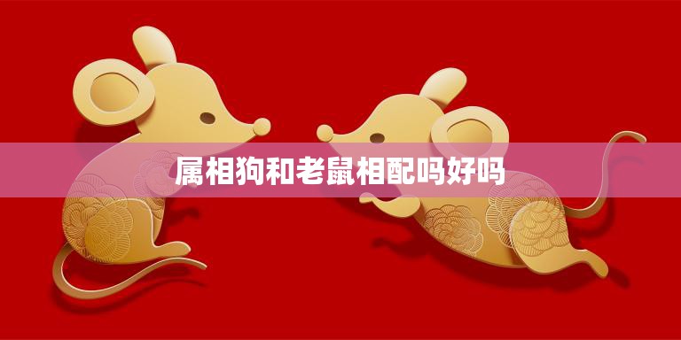 属相狗和老鼠相配吗好吗(解析狗和老鼠的爱情真的能够长久吗)