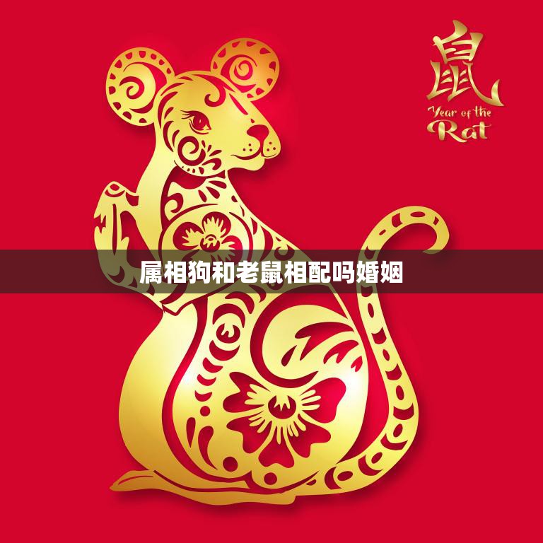 属相狗和老鼠相配吗婚姻(解析狗鼠姻缘是否可行)