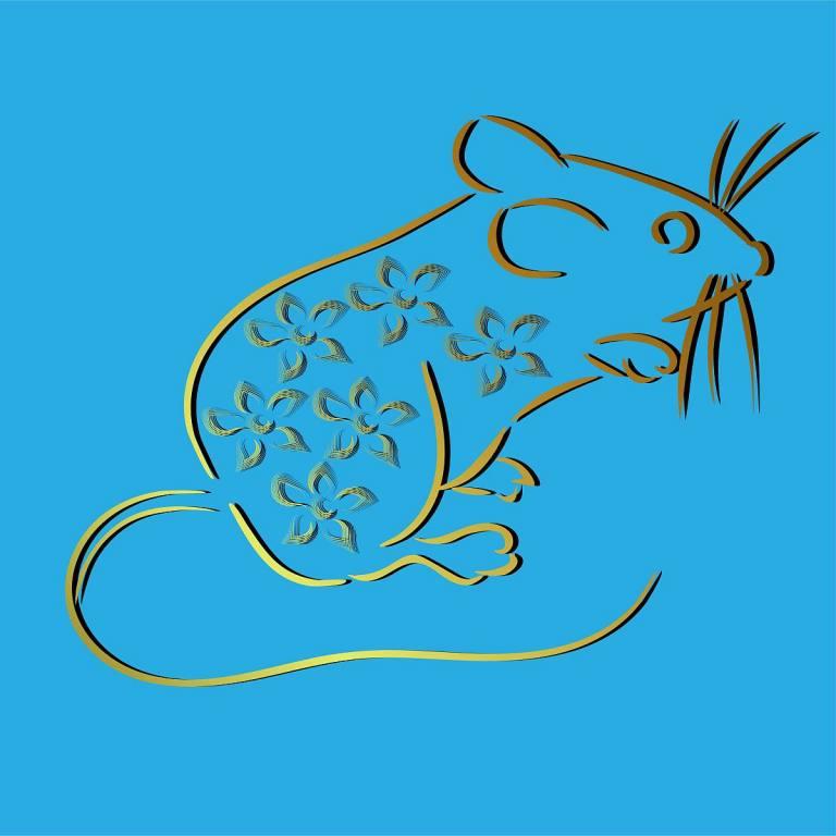 属兔为什么不能要鼠宝宝(兔鼠相冲兔子要避免的事项)